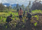 Dari Senjata ke Cangkul: Satgas Yonif 700/WYC Bangun Harapan Papua Lewat Kebun Keladi di Puncak