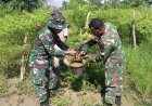 Wujud Kepedulian Terhadap Ketahanan Pangan, Babinsa Kodim 1701/Jayapura Bantu Warga Panen Cabai