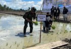 Batalyon Infanteri TP 809/NTM Berpartisipasi Aktif dalam Penanaman Perdana Padi dan Program Cetak Sawah Rakyat di Sarmi