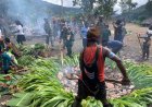 Bakar Batu: Tradisi Papua Hangatkan Natal 2025 di Ambobera