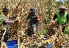Babinsa-Bhabinkamtibmas Skanto Dampingi Petani Panen Jagung
