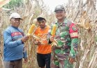 Sinergi TNI–Petani Babinsa Skanto Dukung Swasembada Pangan lewat Panen Jagung