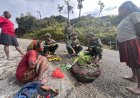 Satgas Yonif 500/Sikatan Borong Hasil Petani Papua, Bangkitkan Ekonomi Rakyat