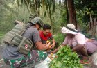 Satgas Yonif 712/Wiratama: Borong Hasil Tani, Bangkitkan Ekonomi Kampung Hitadipa