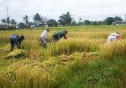 Babinsa Elikobel Turun Ke Sawah, Wujud Nyata TNI Dukung Ketahanan Pangan di Papua Selatan