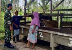 Dorong Usaha Berkelanjutan, Babinsa Bantu Tingkatkan Produktivitas Peternak Sapi