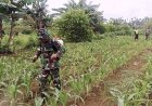 Babinsa Kodim Jayapura Bantu Petani Cegah Hama Jagung di Arso Barat