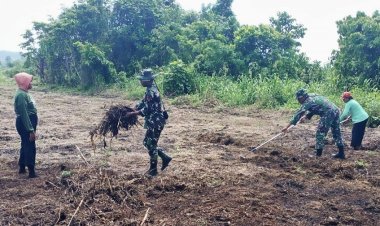 Babinsa Bantu Petani Jagung Bersihkan Lahan untuk Tanam Varietas Perkasa