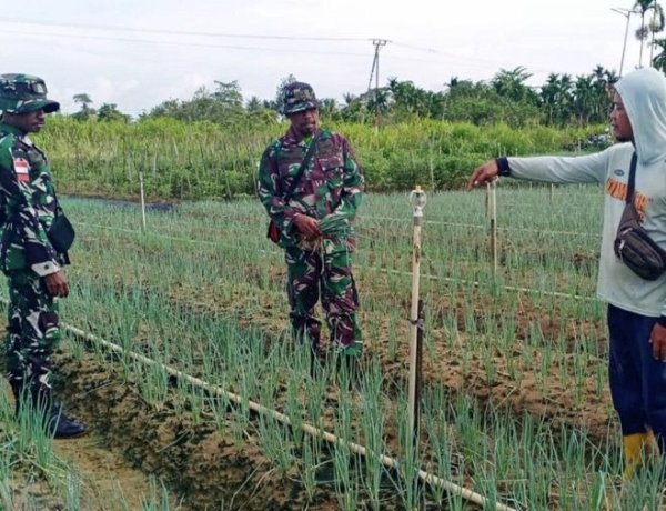 Dongkrak Produktivitas Petani Daun Bawang, Babinsa Berikan Pendampingan